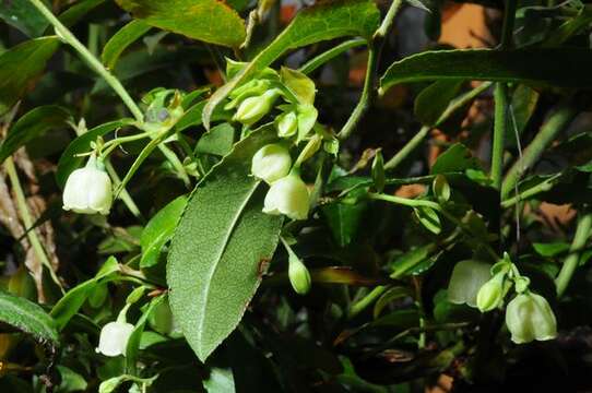 Image of Vaccinium padifolium J. E. Sm.