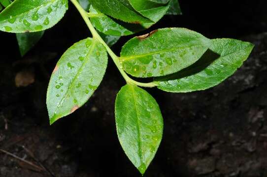 Image of Vaccinium padifolium J. E. Sm.