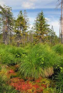 Image of Weigel's bryum moss