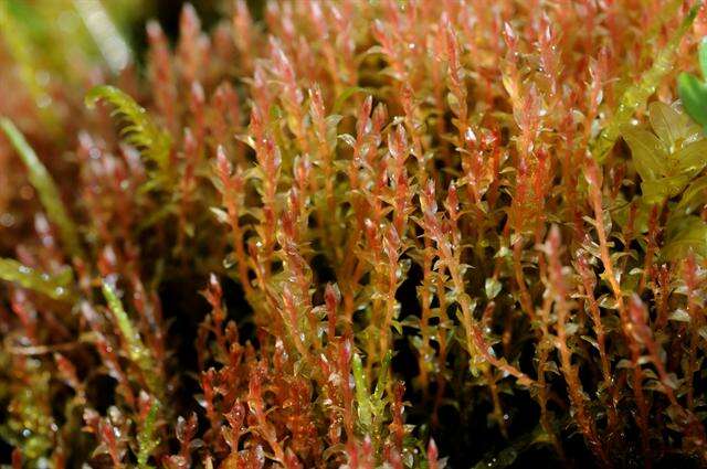 Image of Weigel's bryum moss