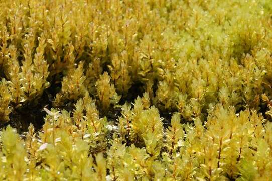 Image of pseudobryum moss
