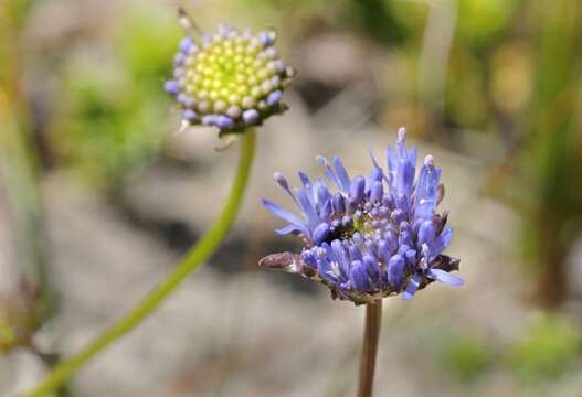 Image of jasione