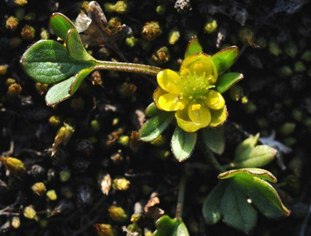 Image of pygmy buttercup