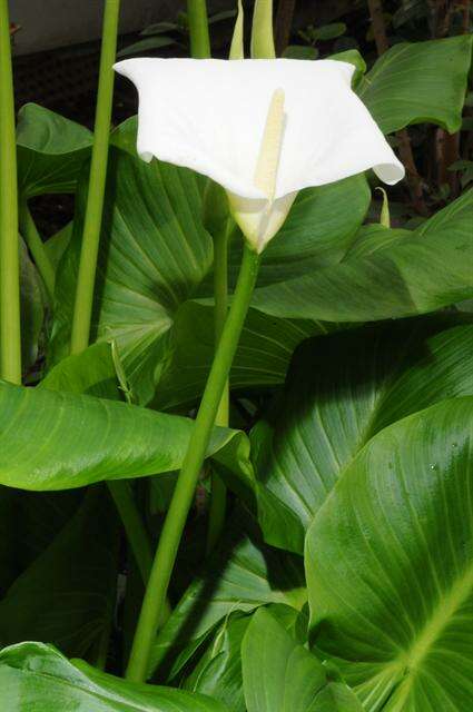 Image of calla lily