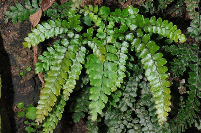 Adiantum digitatum C. Presl的圖片