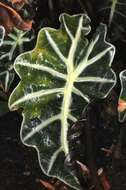 Image de Alocasia