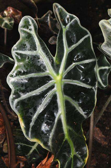 Image de Alocasia