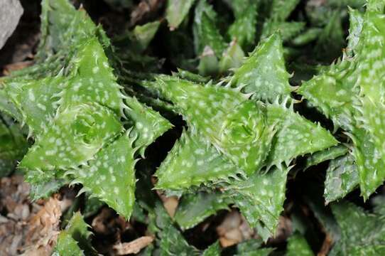 Image of Aloe squarrosa Baker ex Balf. fil.