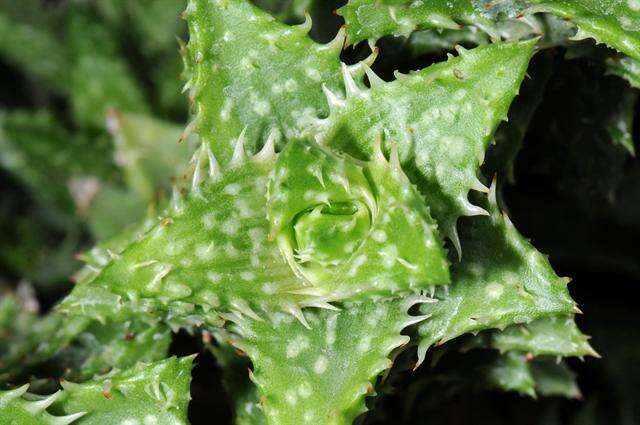 Image of Aloe squarrosa Baker ex Balf. fil.