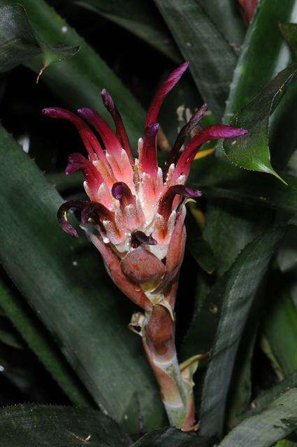 Image of billbergia