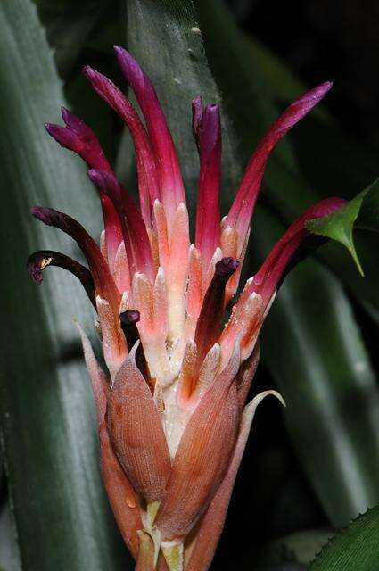 Image of billbergia