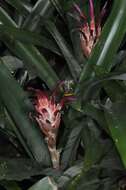 Image of billbergia