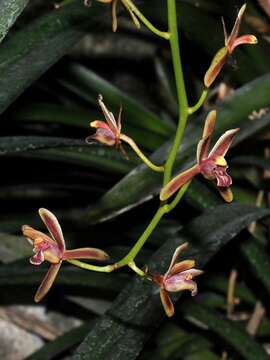 Image of Boat orchids