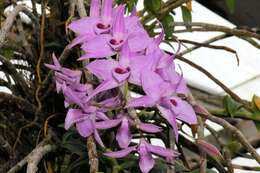 Image of Unscented Dendrobium