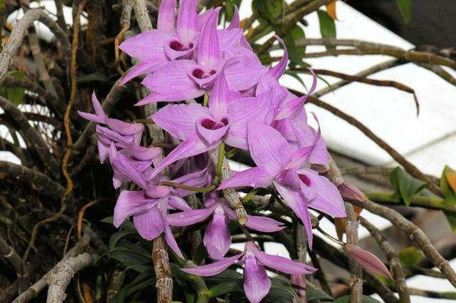 Plancia ëd Dendrobium anosmum Lindl.