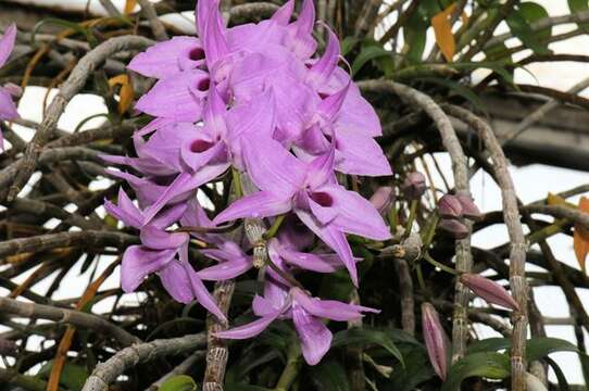 Plancia ëd Dendrobium anosmum Lindl.