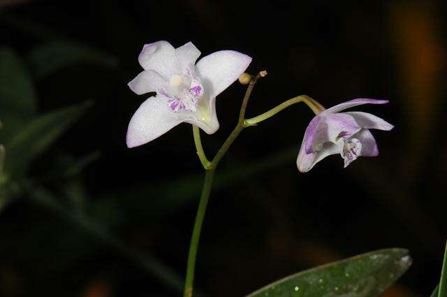 Image of Pink rock orchid