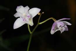 Image of Pink rock orchid