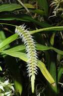 Image of Dendrochilum