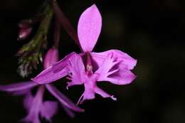 Image of Star orchids