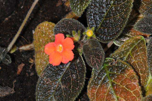 Слика од Episcia