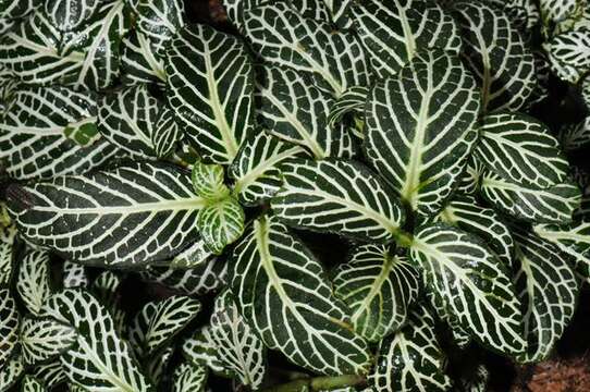 Image of Fittonia