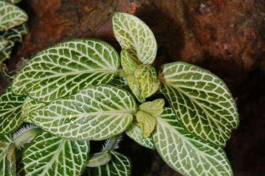 Fittonia albivenis (Lindl. ex Veitch) R. K. Brummitt resmi