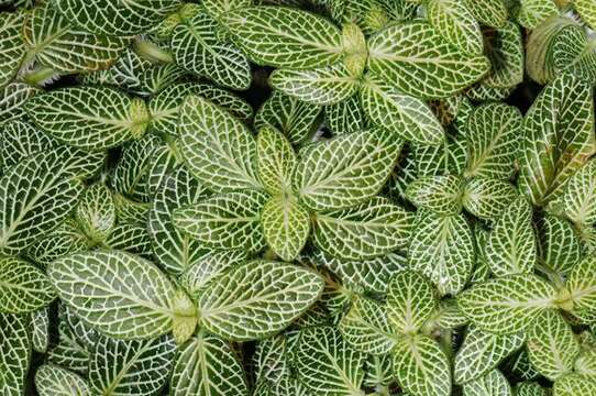 Fittonia albivenis (Lindl. ex Veitch) R. K. Brummitt resmi