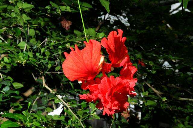 Image of rosemallow