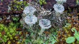 Image of Cladonia pocillum