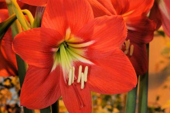 Image of hippeastrum