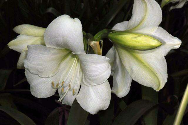 Image of hippeastrum