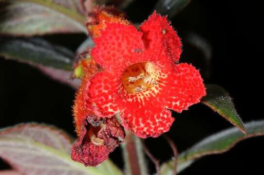 Image of Kohleria hirsuta (Kunth) Regel