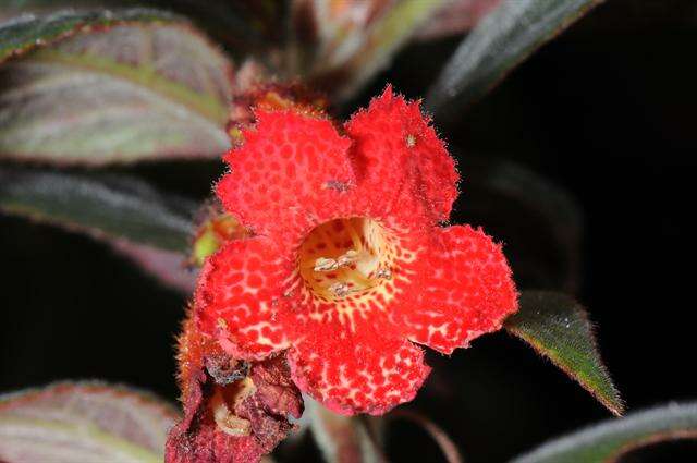 Image of Kohleria hirsuta (Kunth) Regel