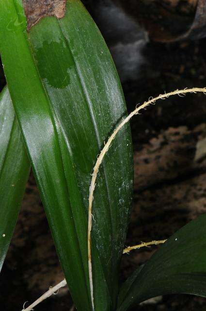 Image of Bottle-brush Liparis