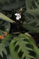 Image of Prayer Plant