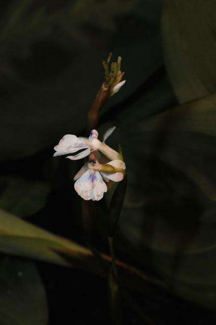 Image of Prayer Plant