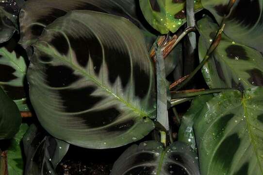 Image of Prayer Plant