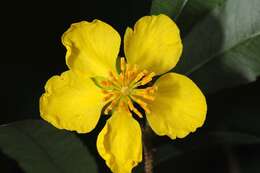 Image de Ochnaceae