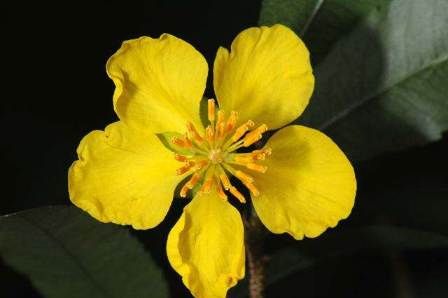 Image of ochna family