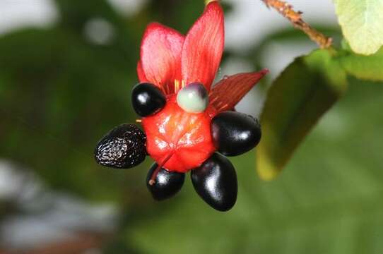 Image of ochna