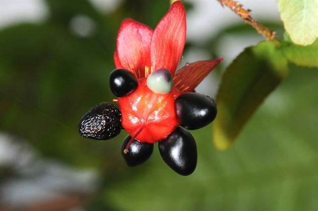 Image of ochna family