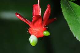 Image of ochna family