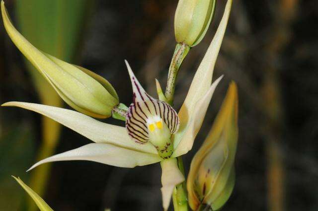 Image of appendage orchid