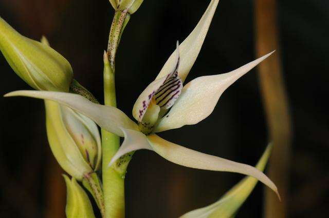 Image of appendage orchid