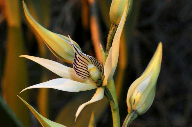 Image of appendage orchid