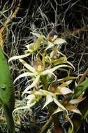 Image of appendage orchid