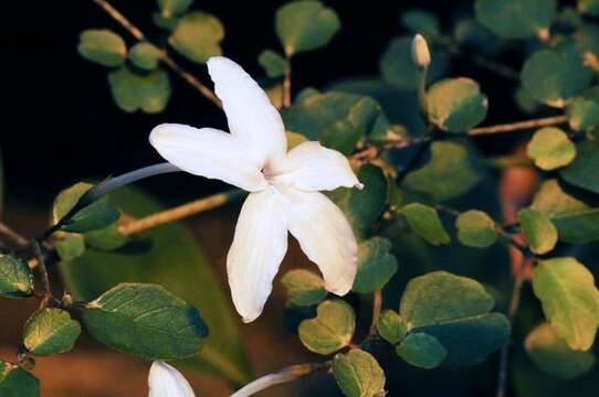 Pseuderanthemum repandum (G. Forster) Guillaumin resmi