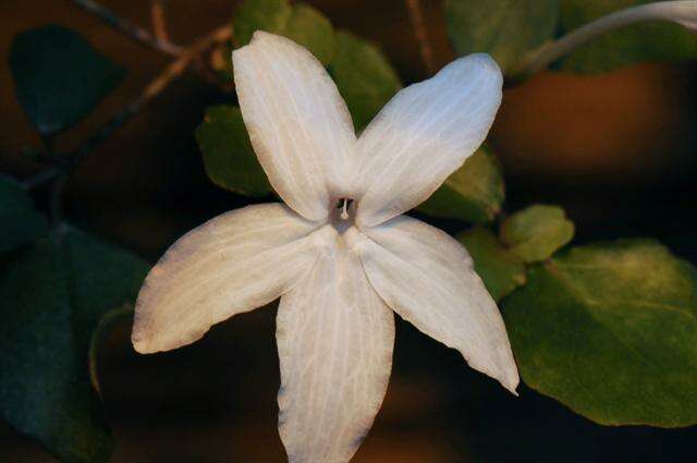 Pseuderanthemum repandum (G. Forster) Guillaumin resmi