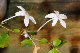 Pseuderanthemum repandum (G. Forster) Guillaumin resmi